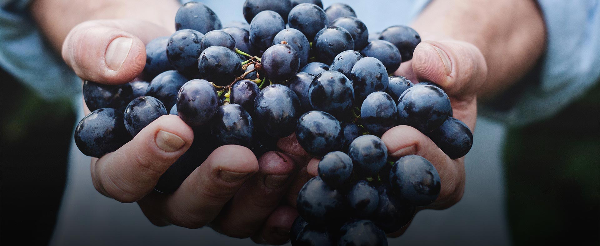 Tour Uva e Vinho com Maria Fumaça- Privativo e Coletivo 